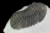 Bargain, Morocops Trilobite - Visible Eye Facets #92201-4
